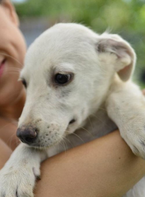 Kleiner Jimmy sollte nach Deutschland kommen …. und ist 3 Wochen vorher gestorben