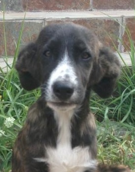 Liebe Brownie, du hast den Regenbogen überquert