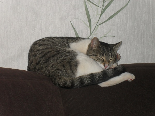 Luna ist ihrer Schwester Tara über die Regenbogenbrücke gefolgt.