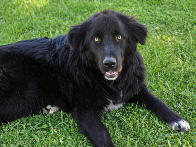 Joshi – sanfter Entdecker sucht sein Für-immer-Zuhause