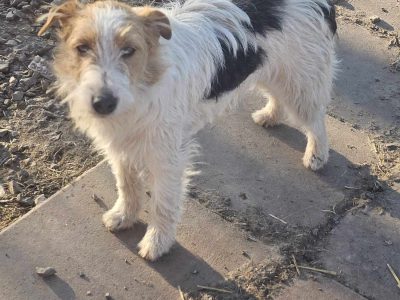 Mit Knopfaugen und wuscheligem Fell – Chrissi sucht Dich!