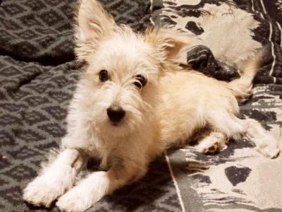 Struppeliger Nico – kleiner Kämpfer sucht das große Glück