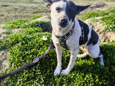 Pixie – Eine Geschichte von Vertrauen und Hoffnung