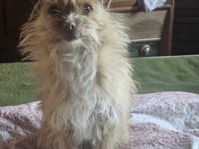 Zottelig, einzigartig, einfach Chris – wer gibt ihm ein Zuhause?