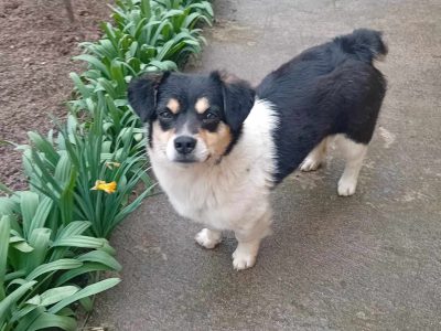 Kleiner Emil – vier Pfoten und ein großes Herz