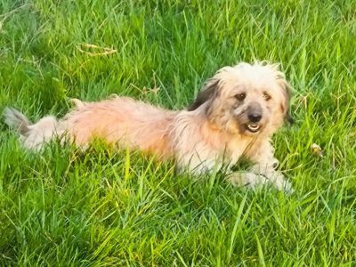 Paula – Sonnenschein auf vier Pfoten wartet auf Dich