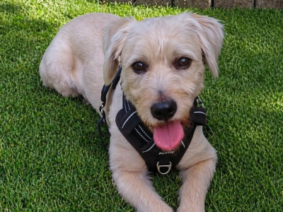 Happy – und doch nicht glücklich – auf Pflegestelle im Saarland