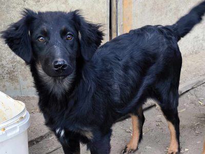 Schwarze Schönheit Pepita – klug, treu und einfach bezaubernd