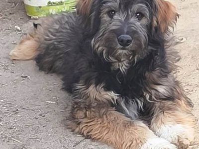 Fluffiger Puschel sucht das große Glück