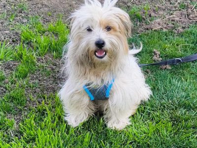 Benni – wer gibt dem kleinen Wirbelwind ein Zuhause?