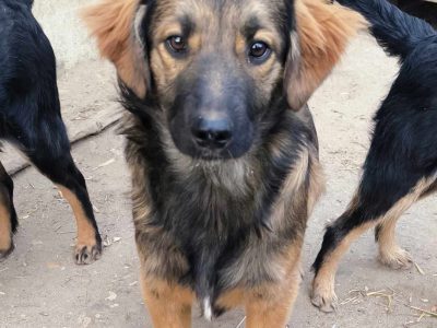 Pepino – treuer Begleiter mit großem Herzen