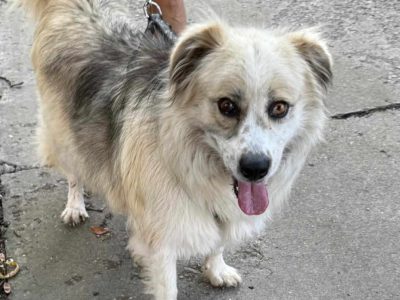 Hailey – eine treue Seele sucht ihr Zuhause