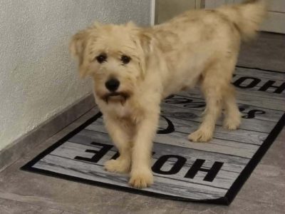 Happy – und doch nicht glücklich – auf Pflegestelle im Saarland