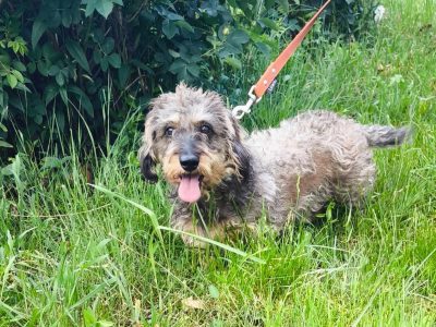 Frieda sucht Liebe, Geborgenheit und ein Zuhause