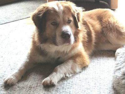 Jackpot Lenny – gelassen und entspannt – mit einem Herz aus Gold auf Pflegestelle im Saarland  – sucht Familienanschluss