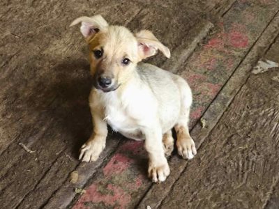 Kleiner Wachhund mit großem Herzen sucht seine Familie