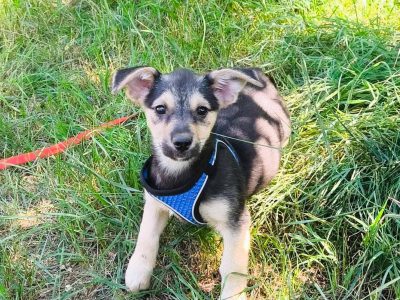Toby – Der kleine Entdecker mit den großen Ohren und dem klugen Köpfchen