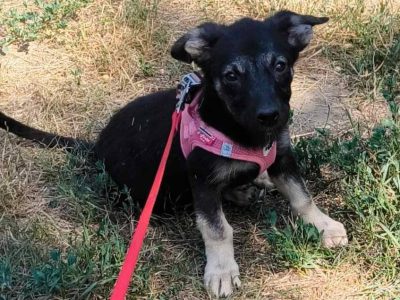 Thea – Kleine Pfoten. Große Persönlichkeit. Und immer ein fröhliches „Wuff“ auf den Lippen.