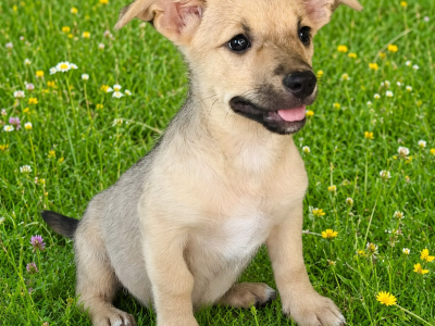 Kleiner Wachhund mit großem Herzen sucht seine Familie