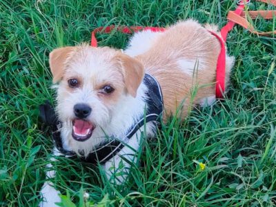 Lilly – klein, hübsch und einfach liebenswert
