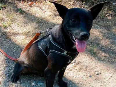 Pumba – ein kluger Blick und ganz viel Vertrauen